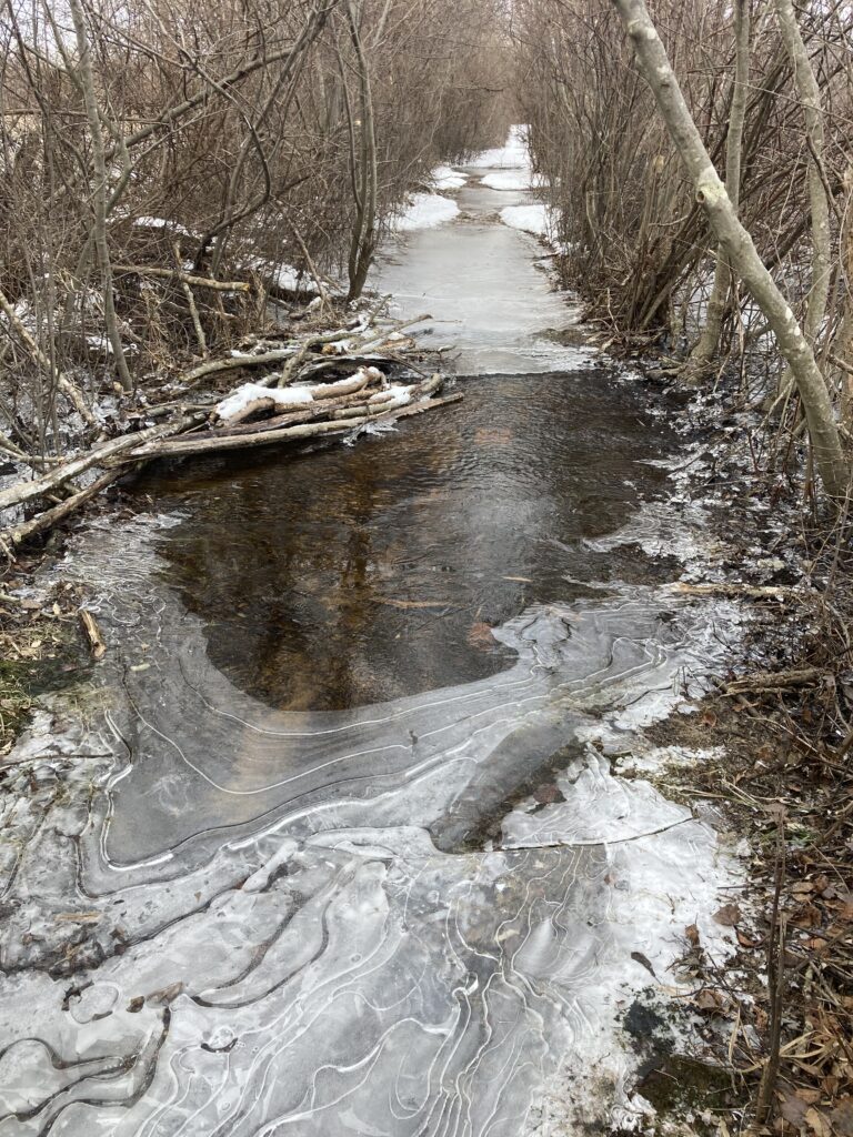 Photo 1 depicts trail corridor at mile 2.7 on Map 12. Trail is completely flooded with water and ice. Trail would not be safely passable without warm clothes and waterproof waders.